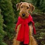 airedale